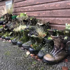 Creative ways to repurpose old hiking boots: they're now planters overflowing with moss and greenery, a charming garden display.
