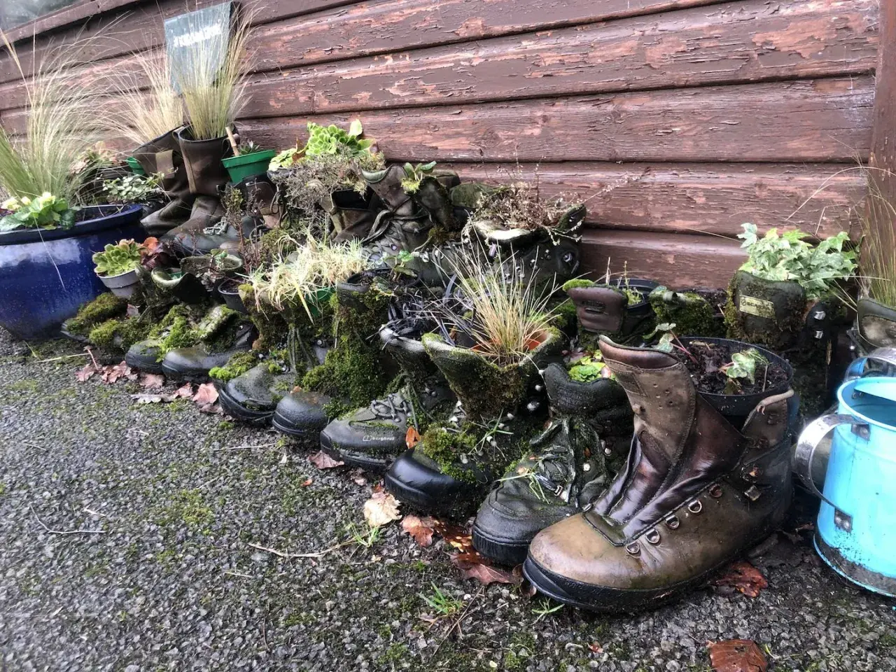 Creative ways to repurpose old hiking boots: they're now planters overflowing with moss and greenery, a charming garden display.